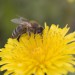 Olomoucký kraj poskytne dotace včelařům