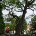 Odborníci pomohou zlepšit stav stromů