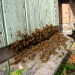Olomoucký kraj poskytne začínajícím včelařům finanční podporu