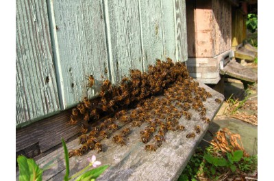 Olomoucký kraj opět podpoří včelaře