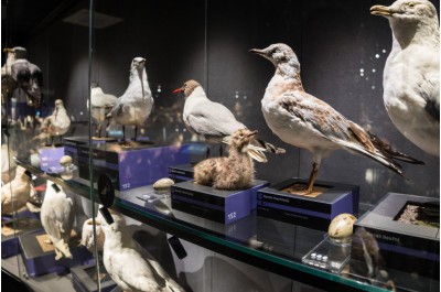 Budova Ornisu je hotová. Nabízí unikátní výstavu ptactva