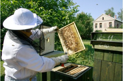 Rovný milión pro včelaře. Kraj jim přidá na úly i kvalitní chovy     Archivní foto