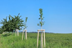 Dřišťál nebo svída krvavá. Kraj vrací do přírody stromořadí