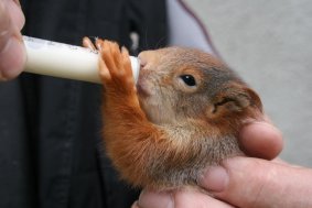 Kraj zdvojnásobil podporu záchranných stanic pro zvířata