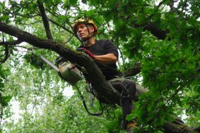Přihlaste strom ke zhodnocení a odbornému ošetření