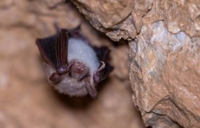 Probouzení netopýrů