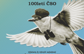 Pod křídly černohlávka