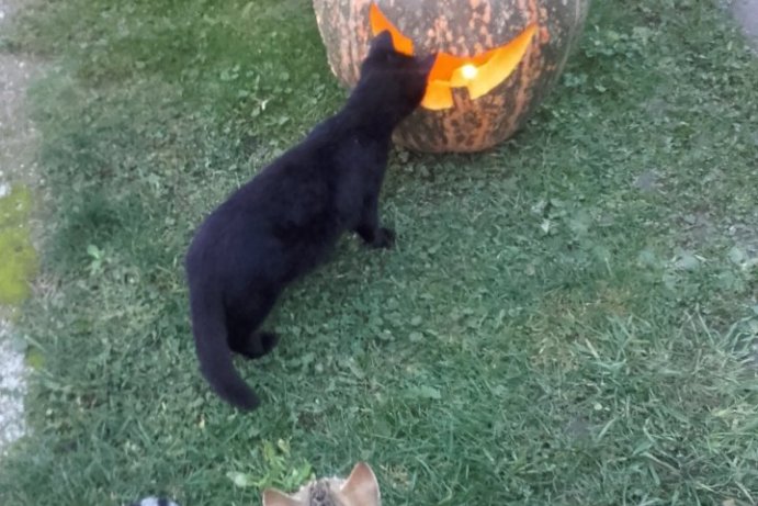 Fotosoutěž: Vtipný podzim
