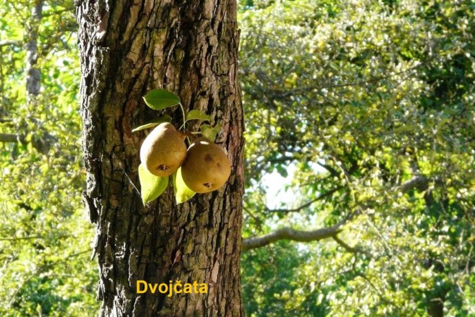 Fotosoutěž: Vtipný podzim