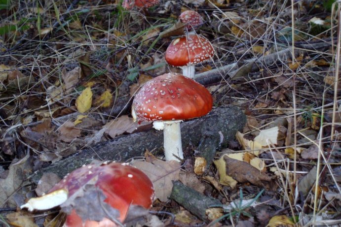 Fotosoutěž: Vtipný podzim