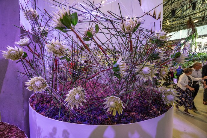 Jarní Flora Olomouc otevřela své brány. Hlavní expozici tvoří Paralelní květy