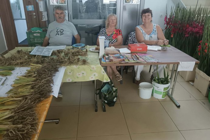 Rapotín rozkvetl mečíky. Výstava připomněla 65 let tradice