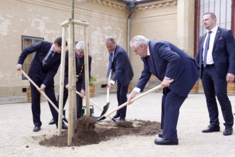 Vysazením památného stromu završil prezident Miloš Zeman návštěvu Olomouckého kraje