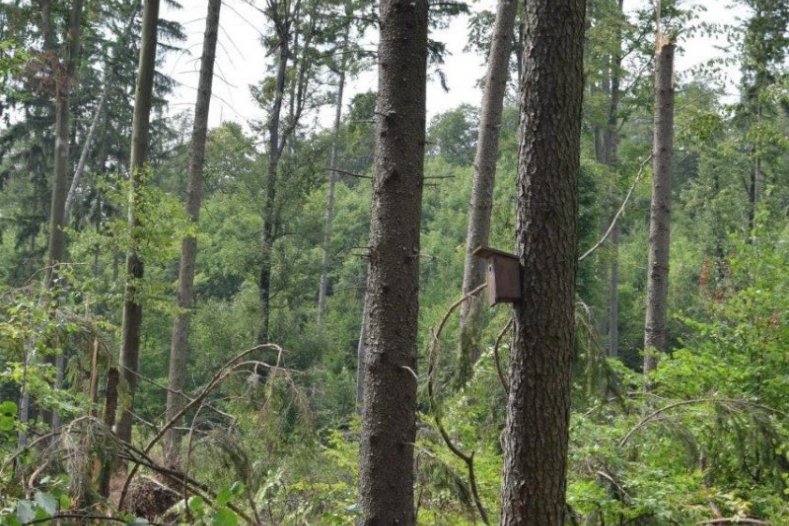 Krajský úřad vydal zákaz vstupu do některých částí lesů          Foto: Lesy ČR
