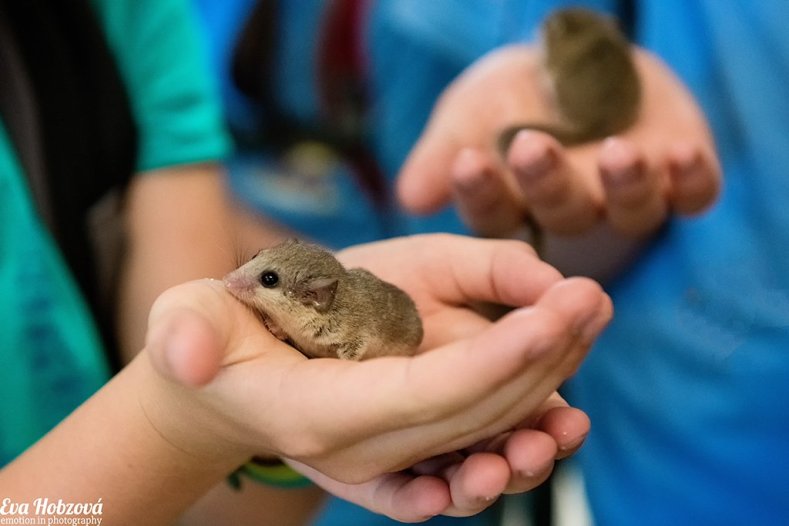 Veletrh vědy a výzkumu chce zbořit mýty     Foto: Eva Hobzová