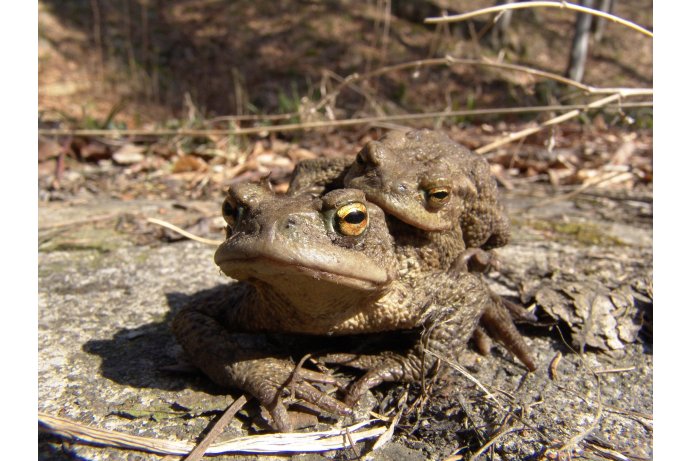 ropucha obecná