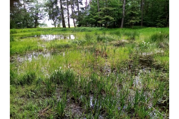 kvetoucí suchopýry v památce_TB