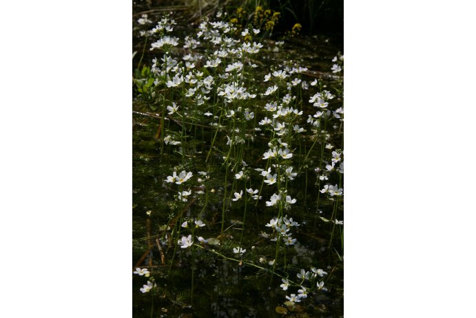 žebratka bahenní_JVr