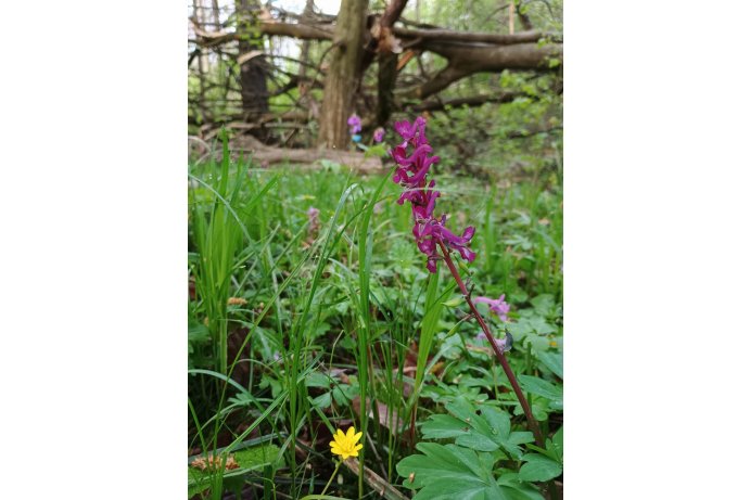 dymnivka dutá v Království_DŘ