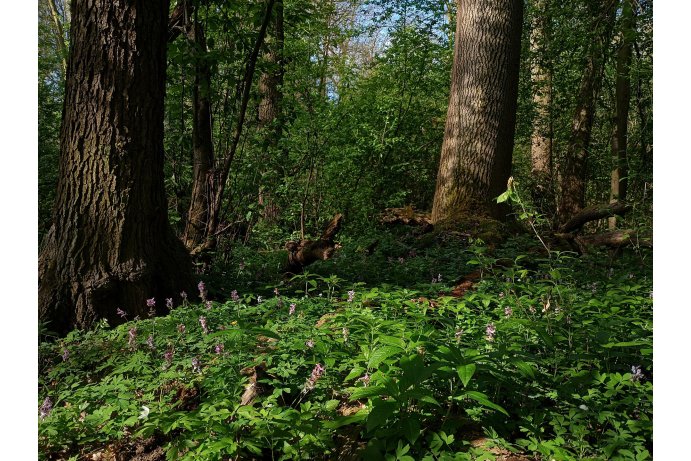 jarní aspekt v PR se sasankami a dymnivkami_DŘ