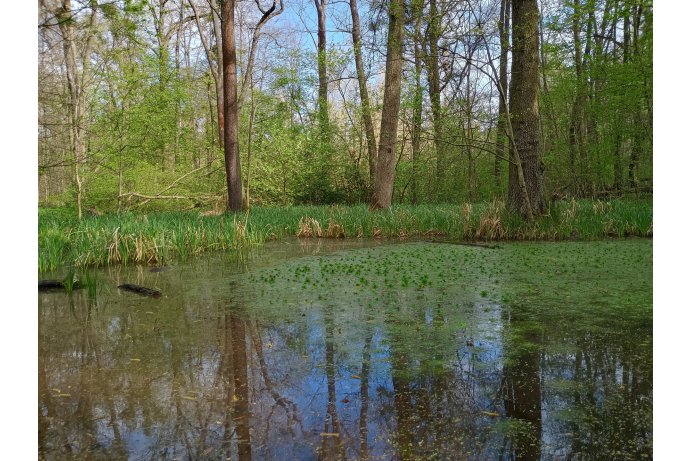 Království tůň s žebratkou_DŘ