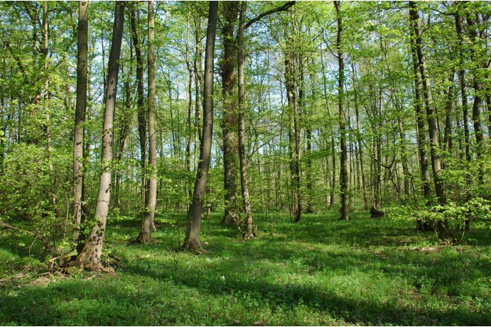 les v PR Království_FJ