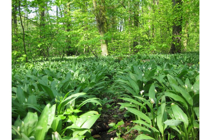 lužní les s česnekem medvědím_ES