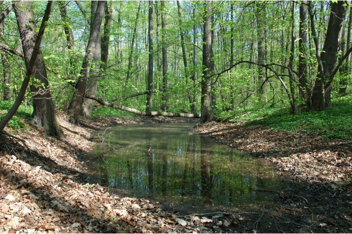 lužní les s periodickým tokem_FJ