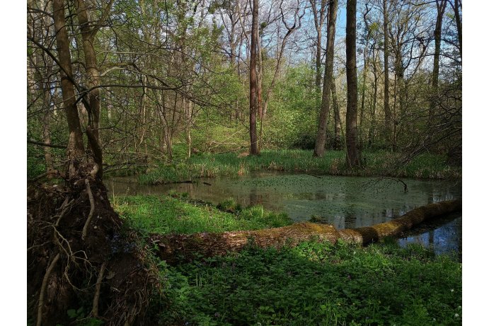 mrtvé rameno v PR s žebratkou bahenní_DŘ
