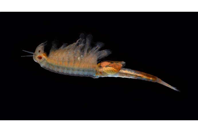 žábronožka sněžní_LM