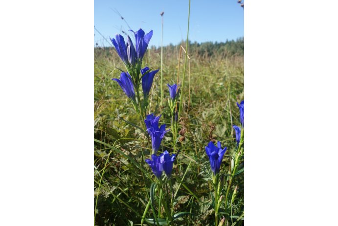 hořec hořepník_TB