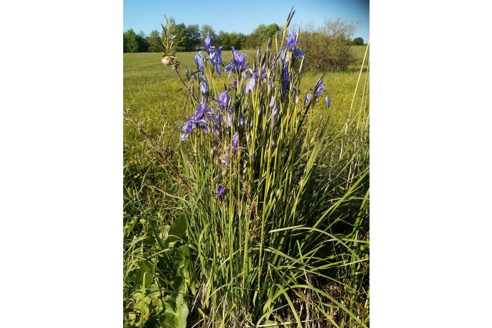 kosatec sibiřský_TB