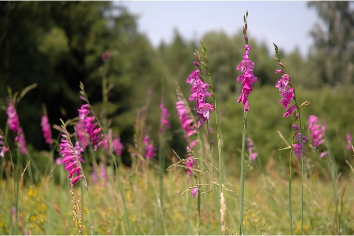 mečíky střechovité_FJ