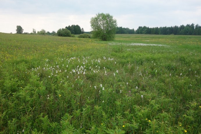 suchopýry úzkolisté v PR_TB