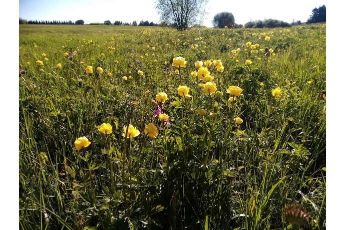 upolín nejvyšší-detail_TB