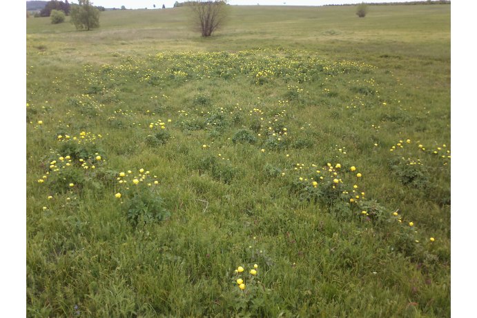 upolín nejvyšší v PR_TB