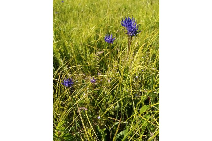 zvonečník hlavatý_TB