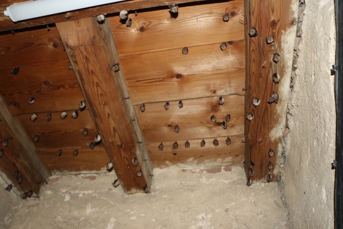 kolonie vrápence malého v PP_JŠ