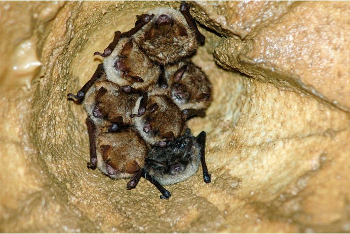 netopýr brvitý_JŠ