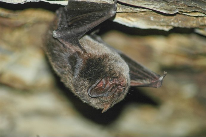 netopýr černý_JŠ
