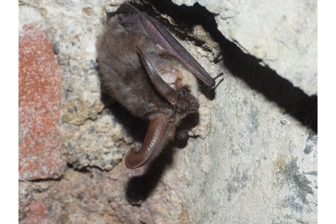 netopýr dlouhouchý_JŠ