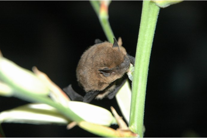 netopýr hvízdavý_JŠ