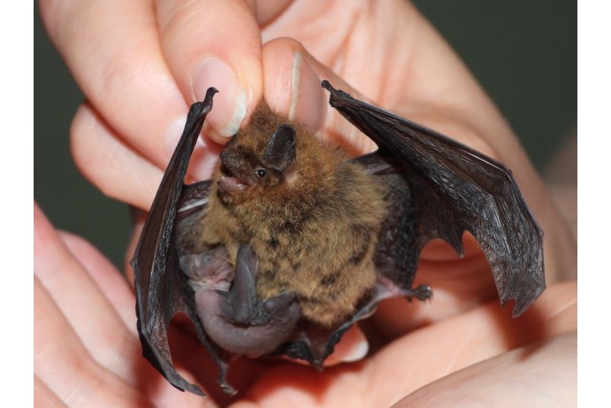 netopýr nejmenší s mládětem_JŠ