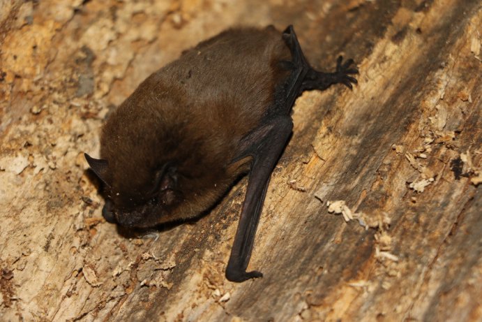 netopýr parkový_JŠ