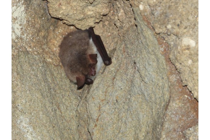 netopýr řasnatý_JŠ