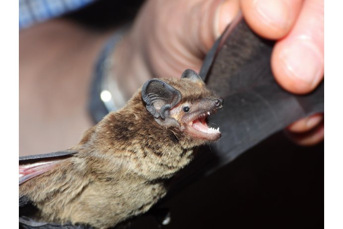 netopýr stromový_JŠ