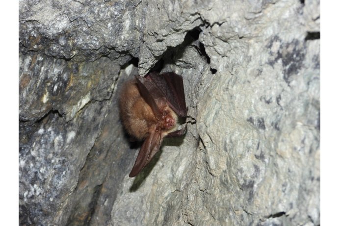 netopýr ušatý_JŠ