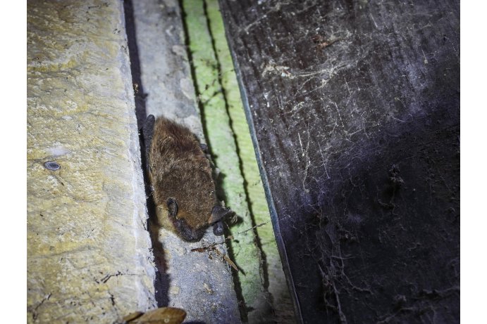 netopýr večerní_JŠ