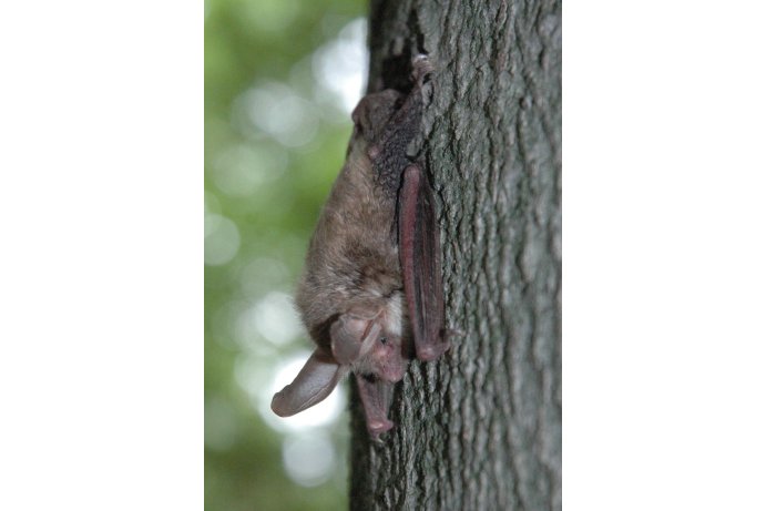 netopýr velkouchý_JŠ