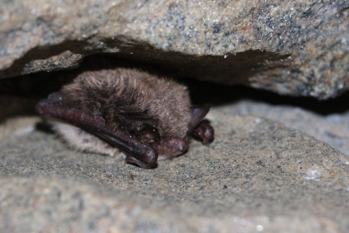 netopýr vodní_JŠ